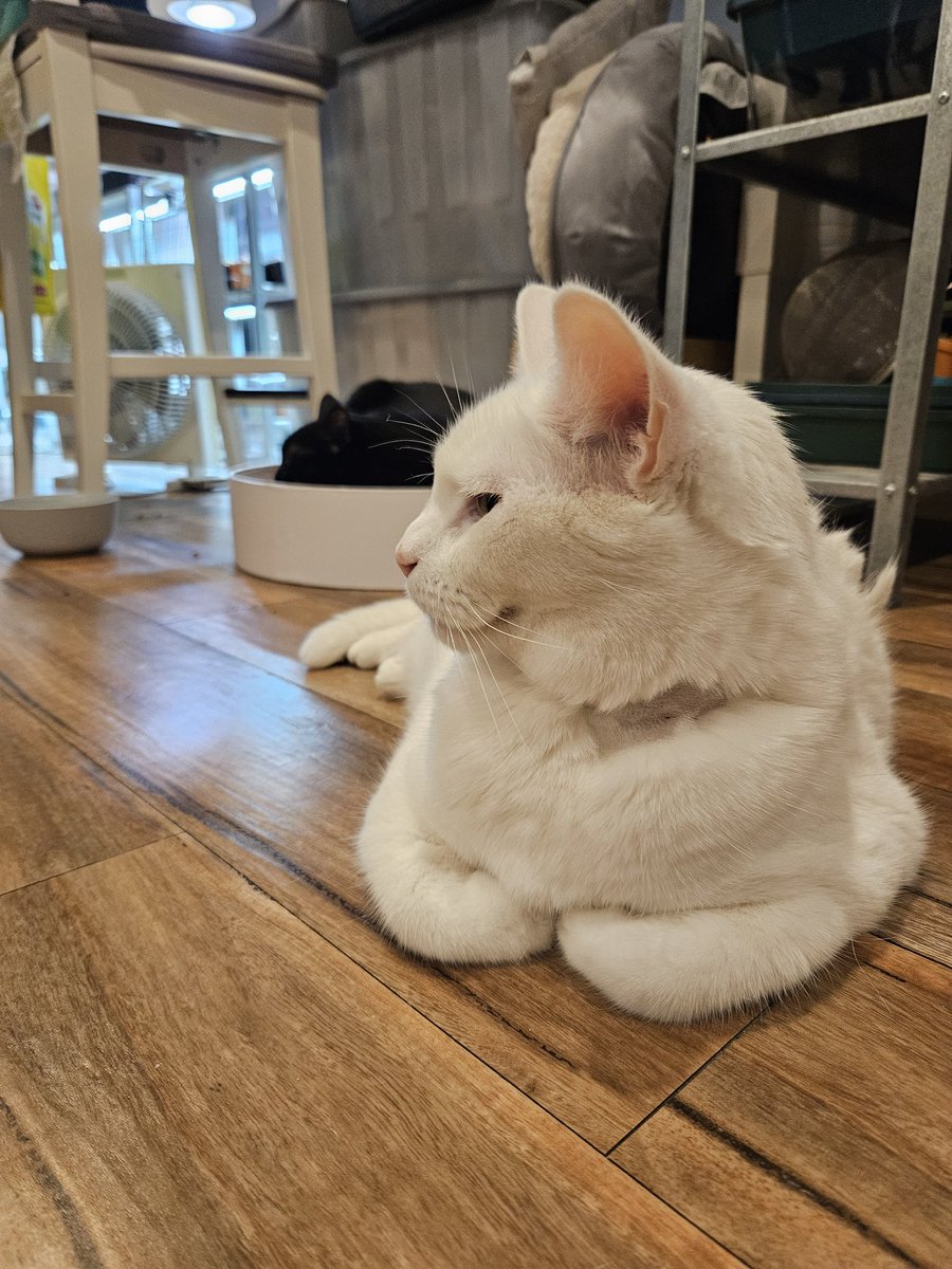 WoomyGabe's tweet photo. Sad Bupdate. Today would have been Butter's 10th birthday but unfortunately he couldn't make it. He had a great life and I loved every moment with him. Always part of the welcoming party when I came home from work. I'll miss him a lot, we all will. https://t.co/HFPP3czcdC