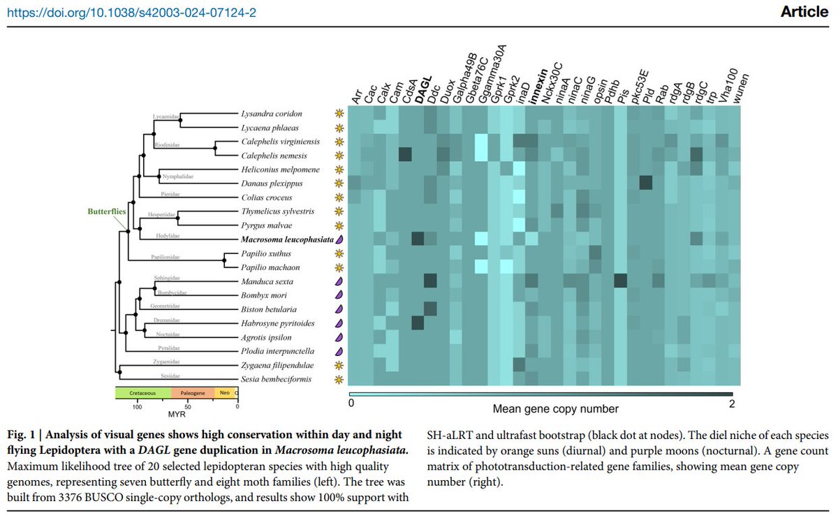 Really pleased to see #phytools phylo.heatmap being put to such good use in "Genome assembly of a nocturnal butterfly (Macrosoma leucophasiata) reveals convergent adaptation of visual genes"  by <a href="/lepidos_Rachit/">Rachit Pratap Singh</a> et al. in <a href="/CommsBio/">Communications Biology</a>: doi.org/10.1038/s42003….