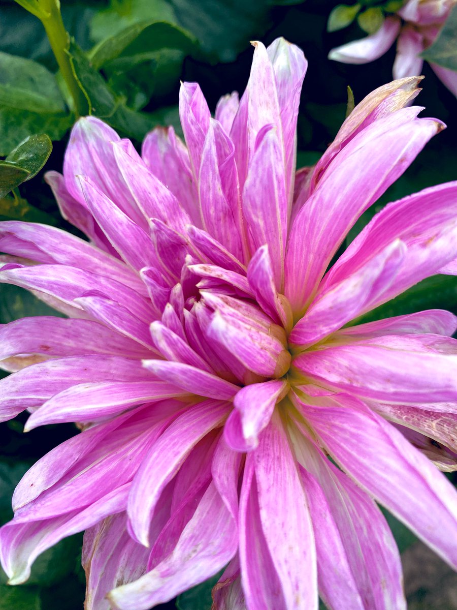 TaniaEFranco's tweet photo. Perdona que me tuve que ausentar por un momento,  había una flor secándose dentro de casa. Tenía olvidado cómo hacerle compañía a la soledad…. Natalialafourcade https://t.co/fNIn8ruAo0