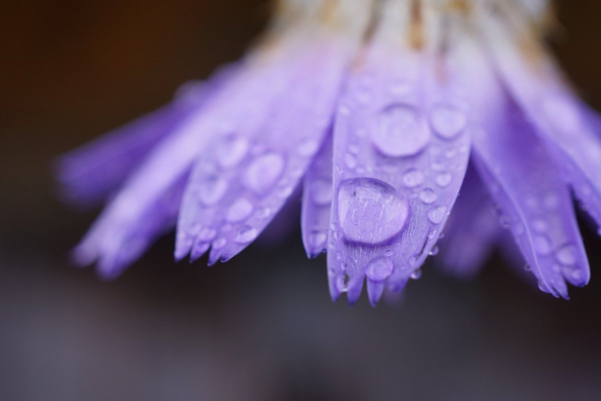 FototakerTony's tweet photo. I love using a macro lens, though people passing by probably think I'm a contortionist the way I need to push my body and camera into corners and against walls in a big city, to see and get pixs like this! #eyeofmyCamera #lifeofaPhotographer #UNedited #cityStreets https://t.co/iwOzPyZhfH