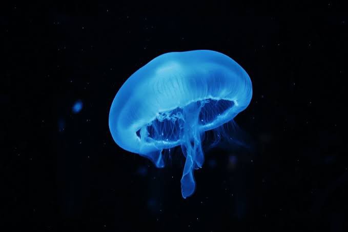 nitiasa #仮面ライダーガヴ 第12話から登場したグラニュート・ラーゲ