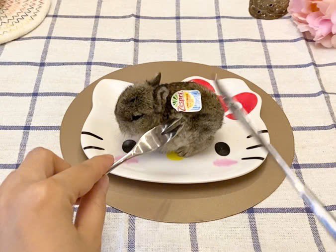 Why you should have a rabbit (@shouldhaverabit) on Twitter photo 