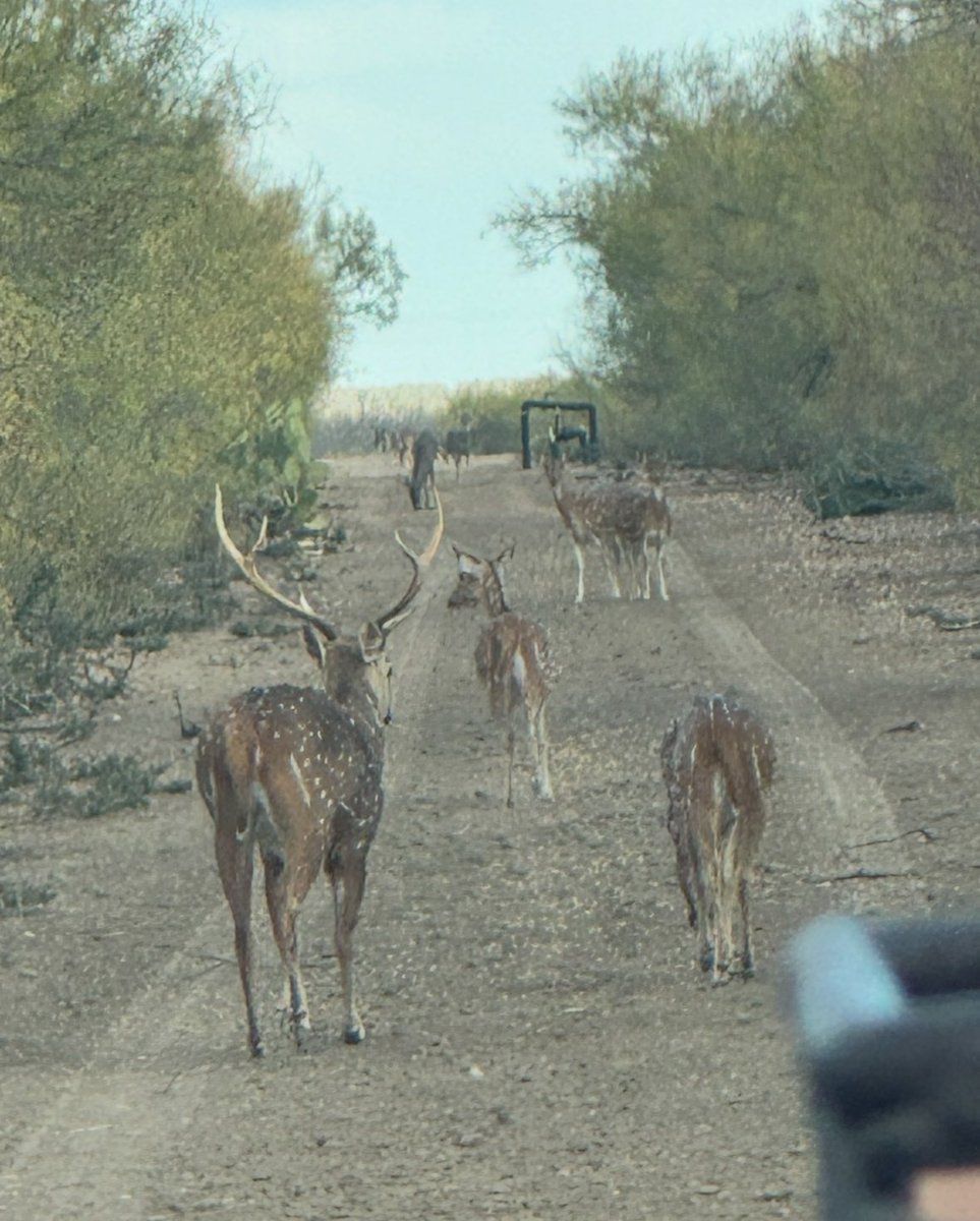 South Texas ranch’n