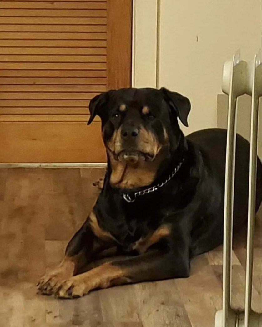Meli_d81's tweet photo. Rest in Heaven, sweet Rosie..💔 You were the Best girl! 😭💔 https://t.co/z0Eo9Z137f
