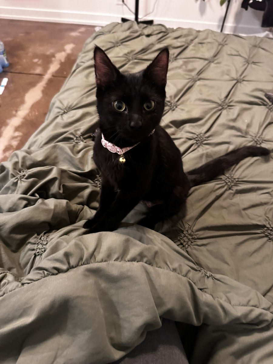 laurachurio_'s tweet photo. Después de casi 6 años, acabo de cumplir un sueño. Tener mi primera mascota.

Les presento a Duquesa: https://t.co/1p0TIQnhWw