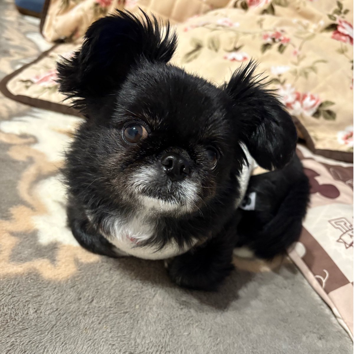 (<a href="/petlibrary_jp/">ペットライブラリー株式会社</a> )さんのキャンペーンで
当選頂きました🐶🎵
ありがとうございます‼️
💩の臭いなどがゴミ箱開けた時に
プンッとする気がして気になってたので
嬉しい(*Ü*)
早速使用させて頂きまーす👏👏

#ペットライブラリー #うんち処理袋