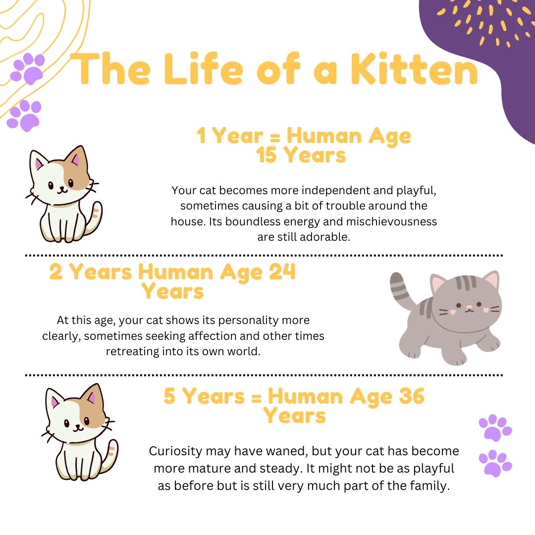 PetBoise's tweet photo. #boisepetsitters #boisepetsitting #petsitting #pets #dogs #dogwalking #cats #boisedogs #boisecats #catsitting #boiseidaho https://t.co/gRopPswuro