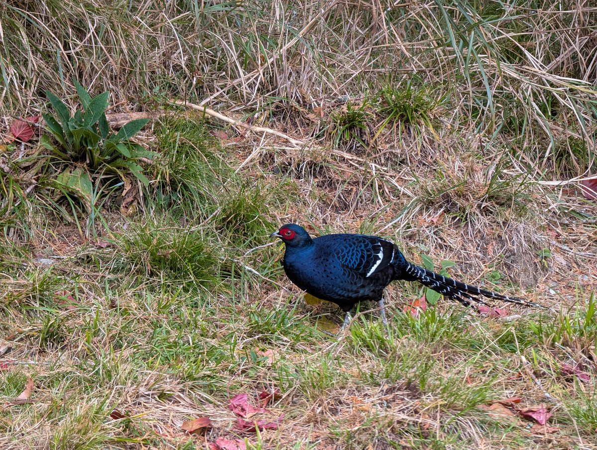 taiwanbirdguide's tweet photo. Haven't ssen the #MikadoPhrasat on #Dasyueshan ! We trekked 1 mile along the flat trail and eventually saw this pair! Photo take my the phone.

#TaiwanEndicSpecies #bird #birding #birdtour #Taiwan #黑長尾雉 #帝雉 #Taiwanbirdguide https://t.co/xDG9SnmA5s