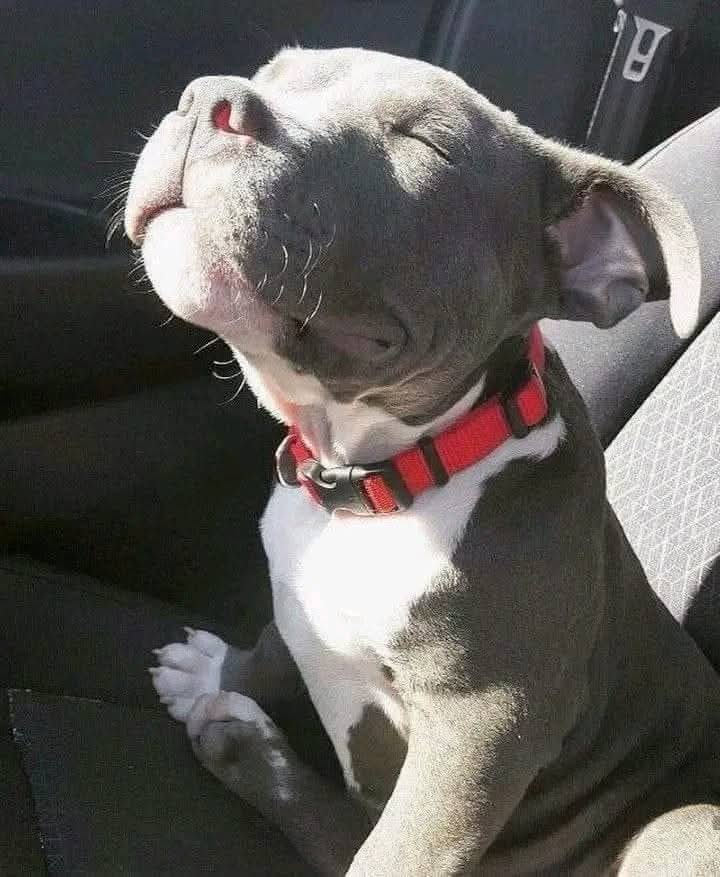 PitbullAddicts's tweet photo. https://t.co/EtdQjcQL6R
