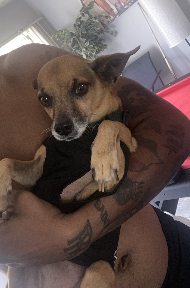 itsarbaby's tweet photo. Love my new dog, miss my old pup 🐕 https://t.co/PvP99MbQTc