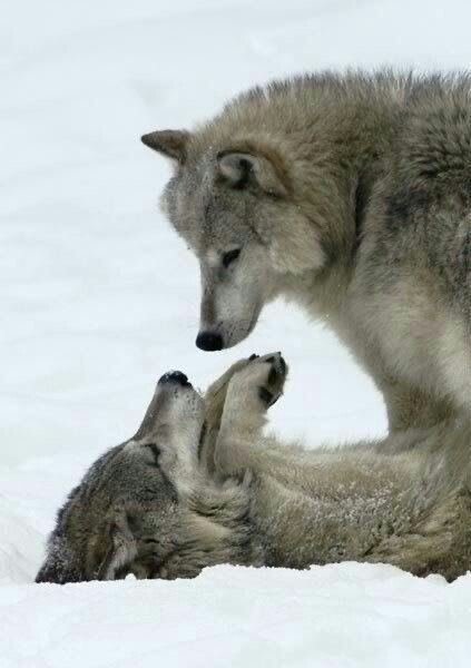 moth grinder (@senpakueyes) on Twitter photo 