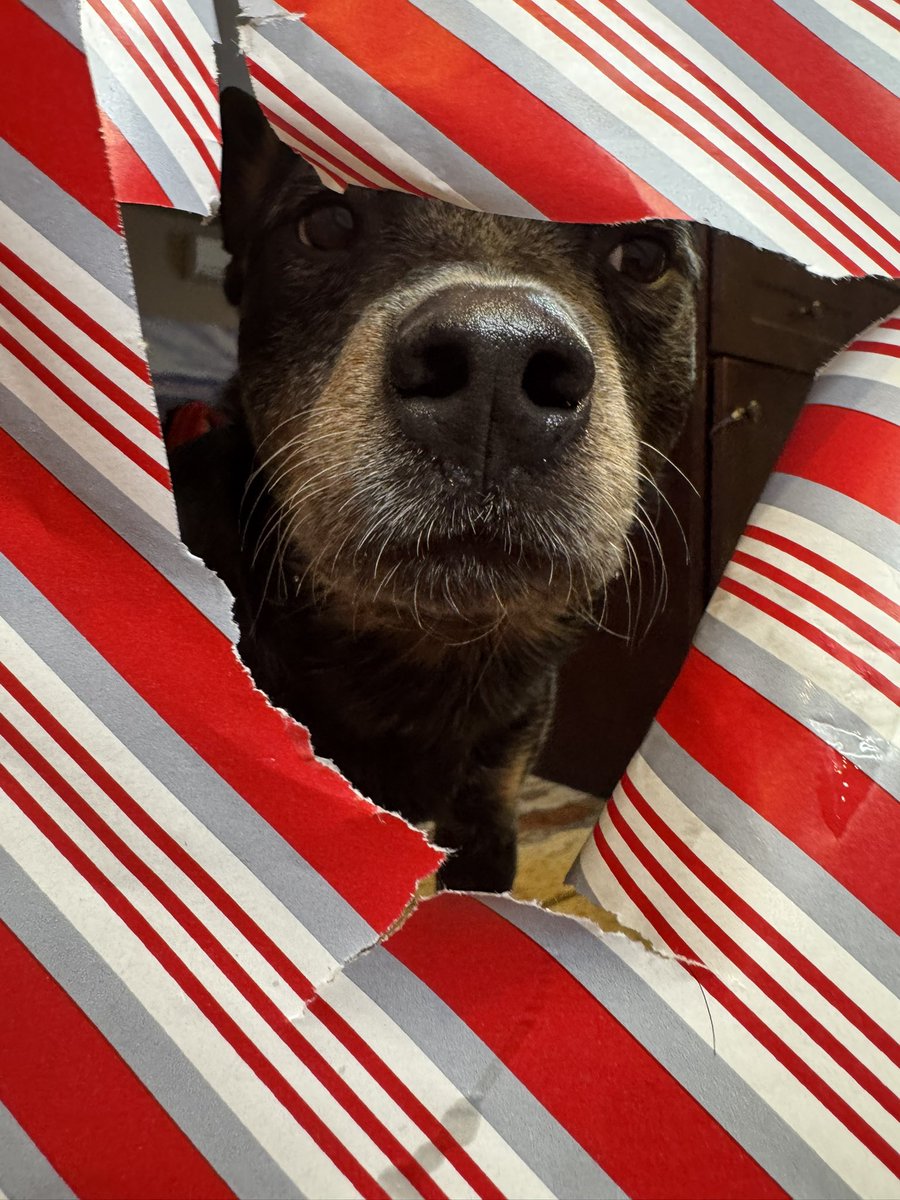 RiseAgain2Reign's tweet photo. It’s almost Christmas 🎄!!! Wrapping paper doggy pictures for your viewing pleasure. Timber was the only one brave enough to put his head all the way through. 😂 https://t.co/5XeFMDYr07