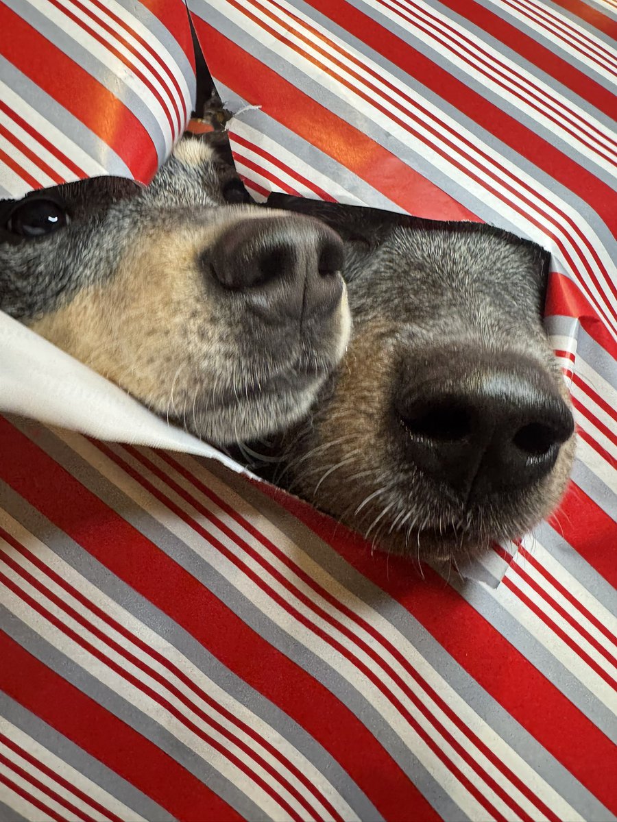 RiseAgain2Reign's tweet photo. It’s almost Christmas 🎄!!! Wrapping paper doggy pictures for your viewing pleasure. Timber was the only one brave enough to put his head all the way through. 😂 https://t.co/5XeFMDYr07