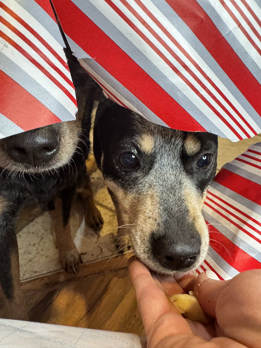 RiseAgain2Reign's tweet photo. It’s almost Christmas 🎄!!! Wrapping paper doggy pictures for your viewing pleasure. Timber was the only one brave enough to put his head all the way through. 😂 https://t.co/5XeFMDYr07