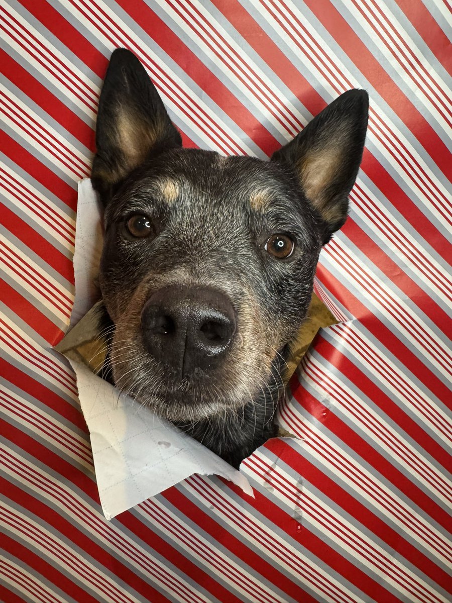 RiseAgain2Reign's tweet photo. It’s almost Christmas 🎄!!! Wrapping paper doggy pictures for your viewing pleasure. Timber was the only one brave enough to put his head all the way through. 😂 https://t.co/5XeFMDYr07