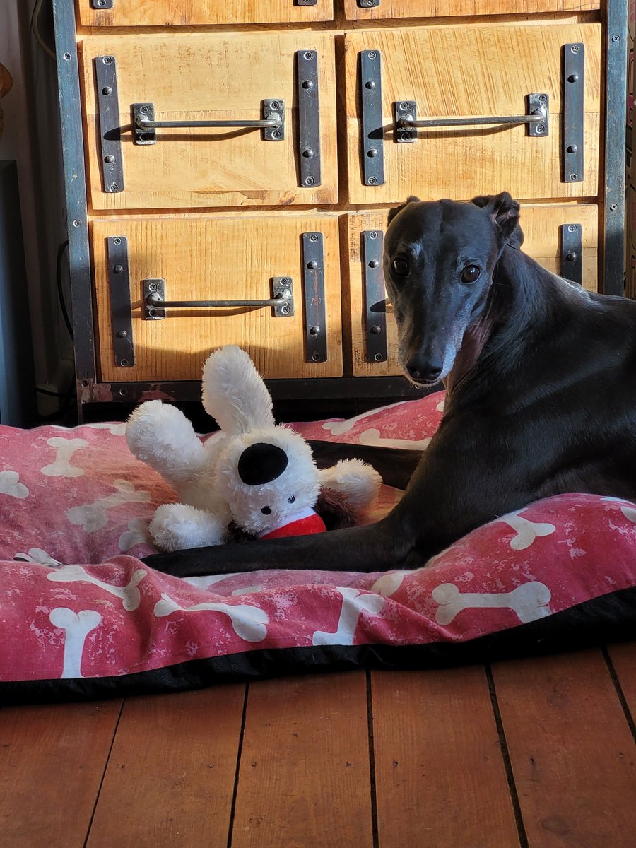 anitaapplebum13's tweet photo. Nothing to see. Just a boy and his toy that he stole out of nice lady Ronnie's bag. #AdoptDontShop
#greyhoundsoftwitter
#greyhoundsofx
#rescuedogs https://t.co/VbQHUNmvCg