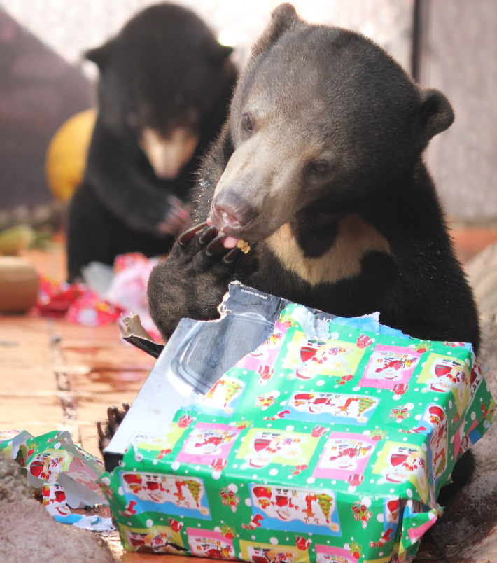 Happy holidays! Thank you for helping us get through the most challenging year yet, rescuing 34 bears from a life of suffering. Need a last-minute Christmas e-card or ethical gift? freethebears.org/collections/gi…
Recap of the 34 bears rescued in 2024: facebook.com/share/v/15VBLL…
