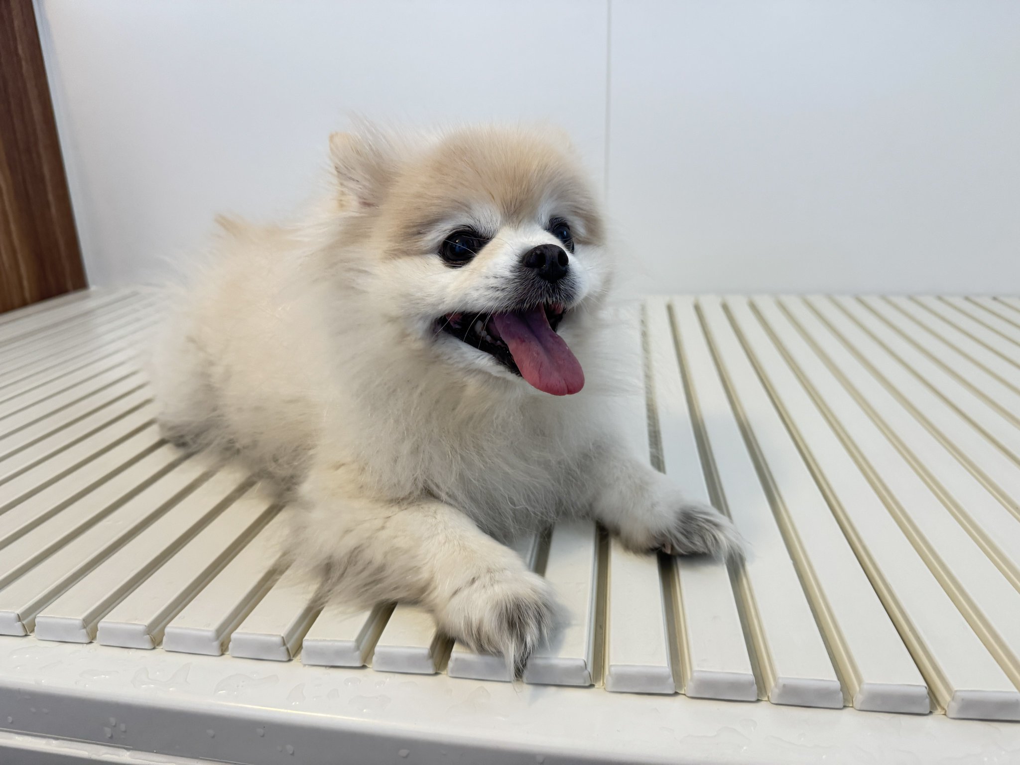 しろい犬 Amazon.co.jp: 白い犬 : 梅 佳代: 本
