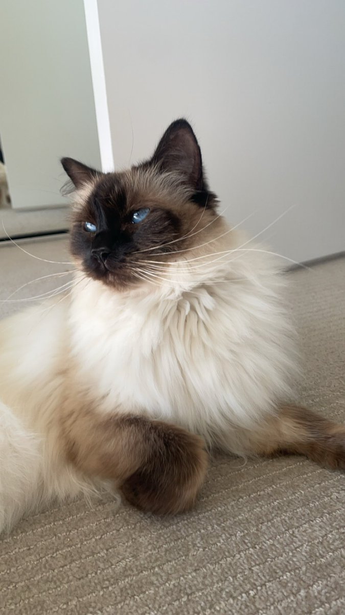 DylanMathiesen's tweet photo. Watching the leafs play!! #chewyleafsmvpets https://t.co/U4udUazevA