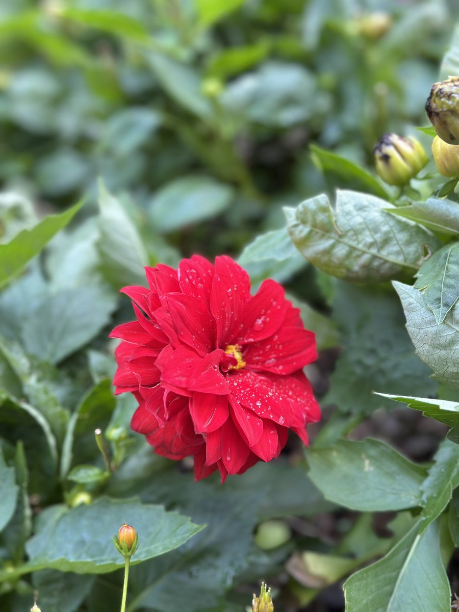 liyuan14699911's tweet image. #Flowers #randomshots