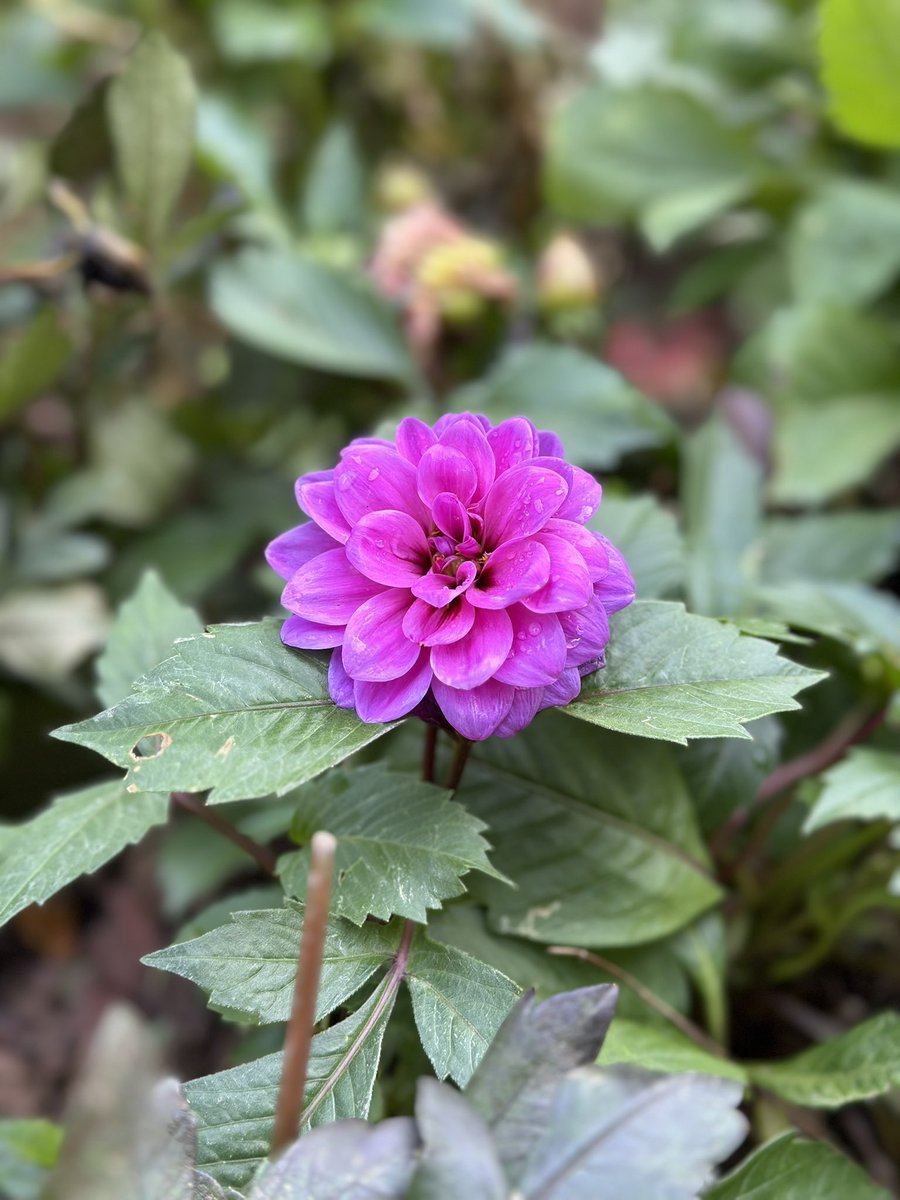 liyuan14699911's tweet image. #Flowers #randomshots