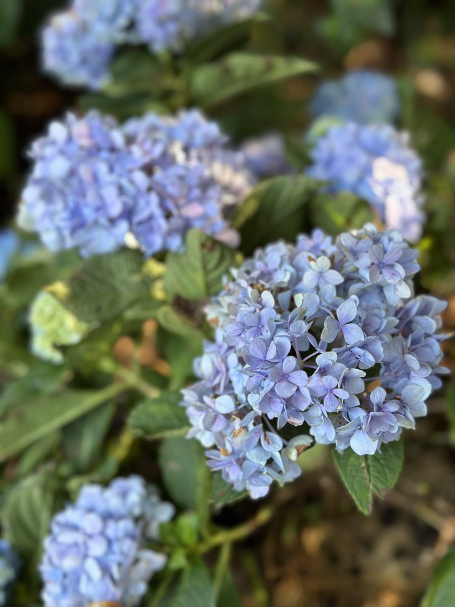 liyuan14699911's tweet image. #Flowers #randomshots