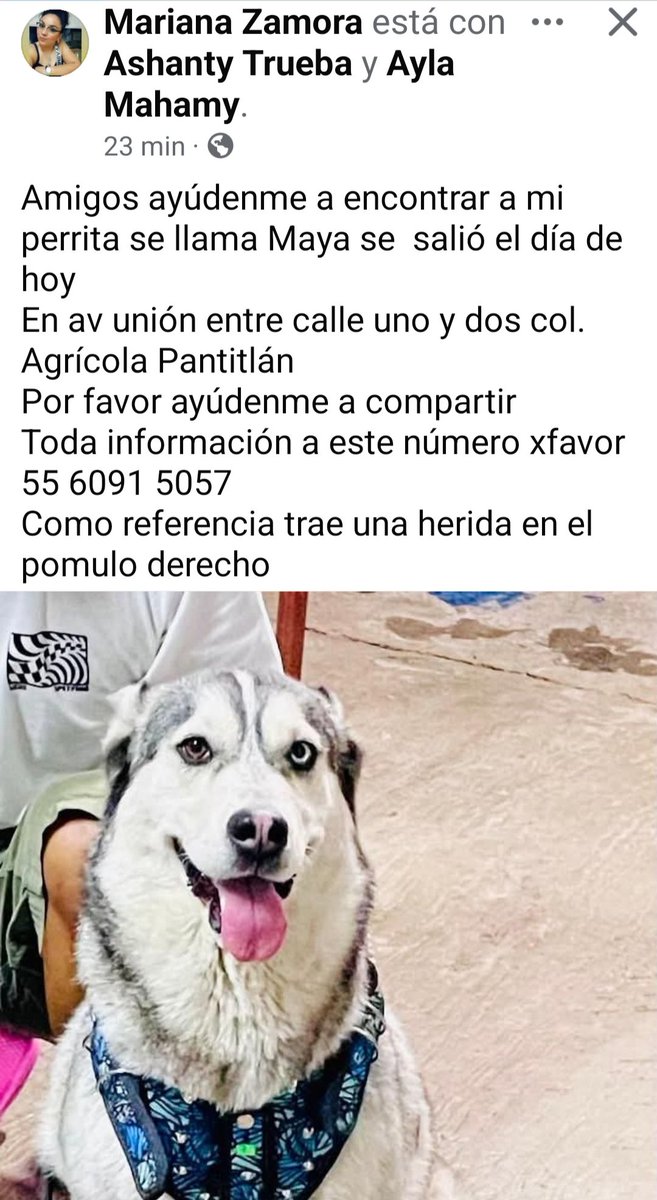 iztacalconews's tweet photo. Ayuda para que "Maya" regrese a casa con su familia

Se  salió el día de hoy
En av unión entre calle uno y dos col. Agrícola Pantitlán 

55 6091 5057
Como referencia trae una herida en el pomulo derecho https://t.co/GcLdO4vGsg