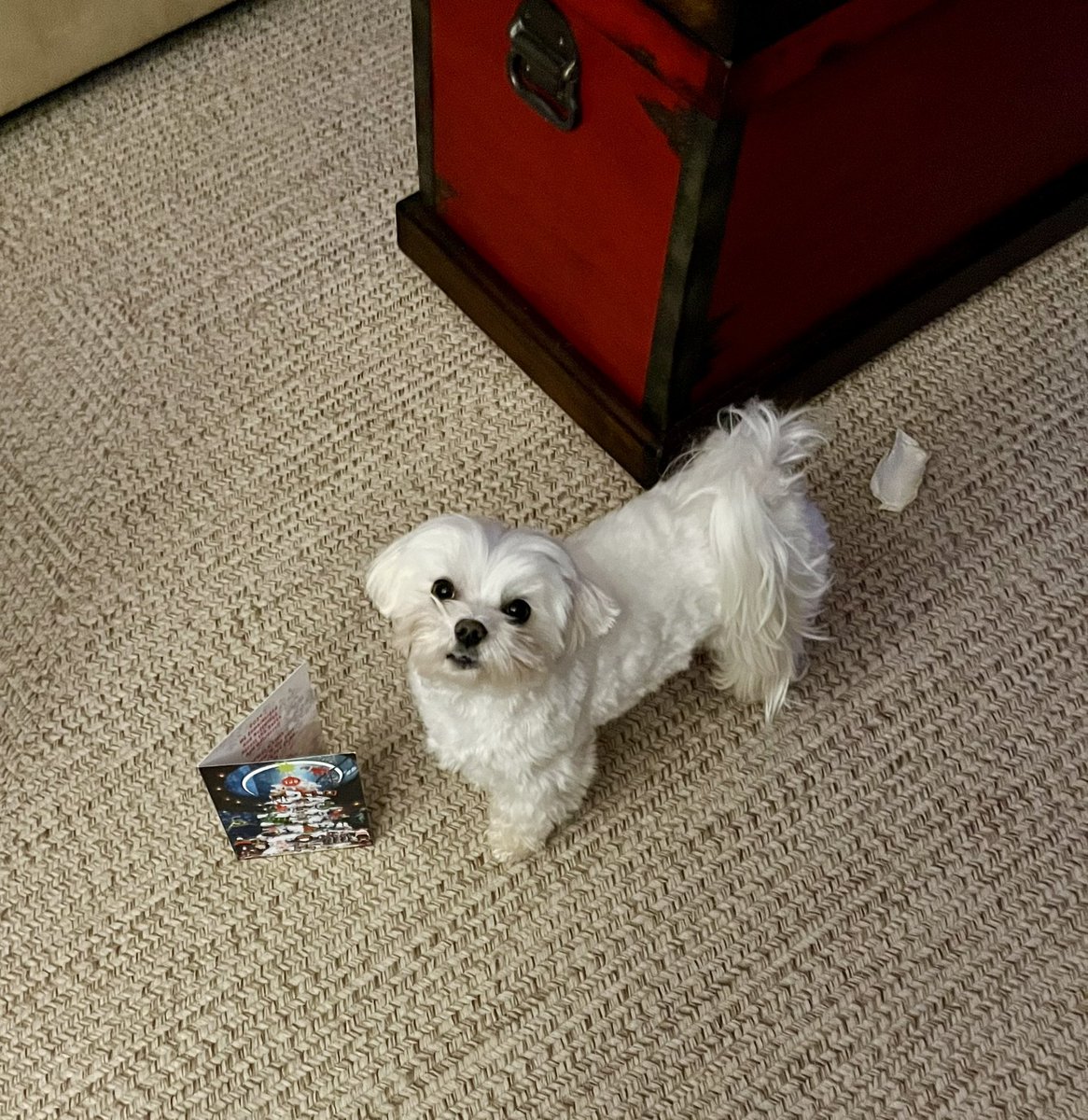 AmyMarieCollin1's tweet image. @AffieObi Thank you for my beautiful Christmas card. We wish you a Meowy Christmas and a Yappy New Year too! 🎄🎅🏻🎆 #TJ5