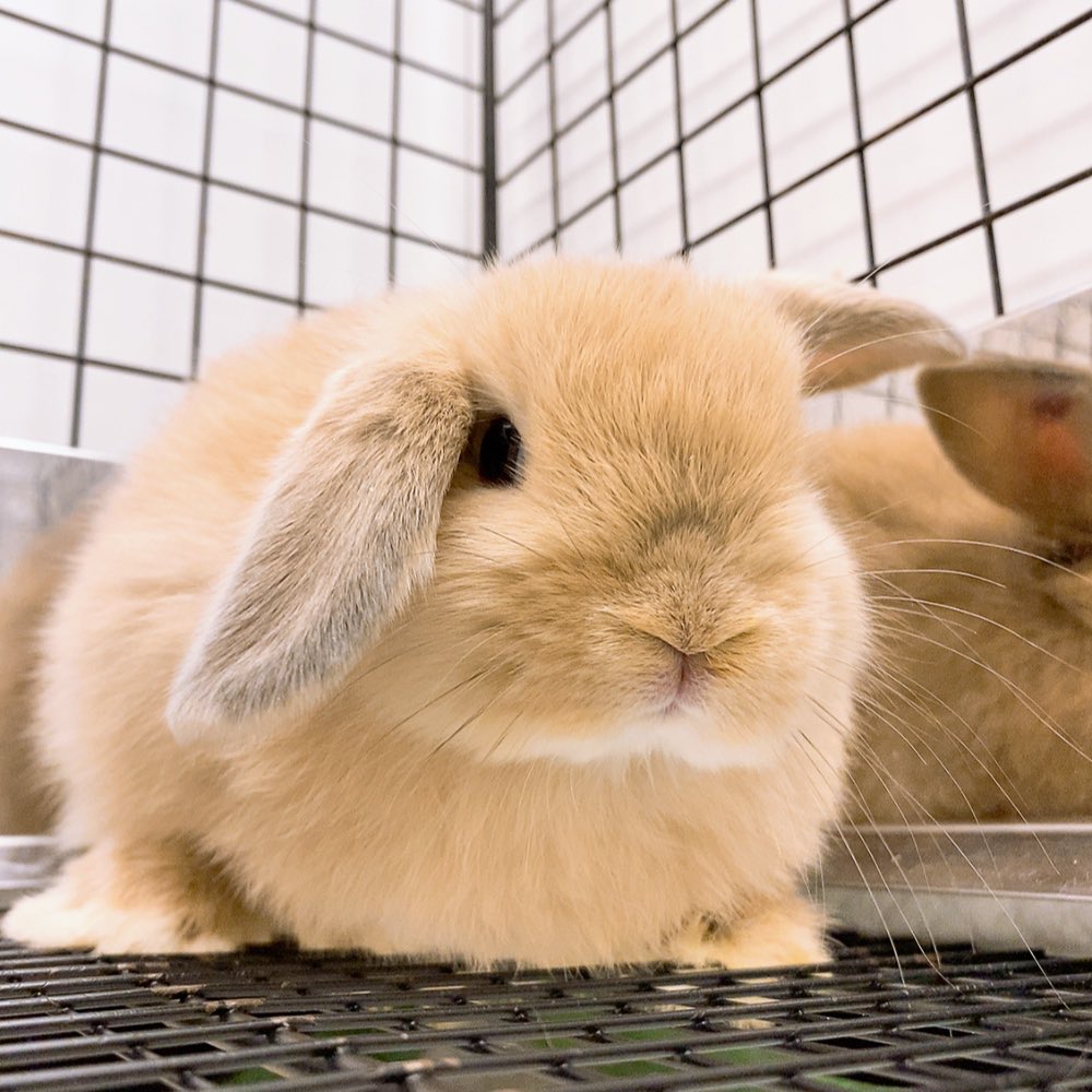 sippo_ebisu's tweet photo. 新入りです…ねむいです🐰

#うさぎ　#ネザーランドドワーフ
#ホーランドロップ　#うさぎのしっぽ
#うさぎのしっぽ恵比寿店　#rabbitt https://t.co/EVnEbqRbFU