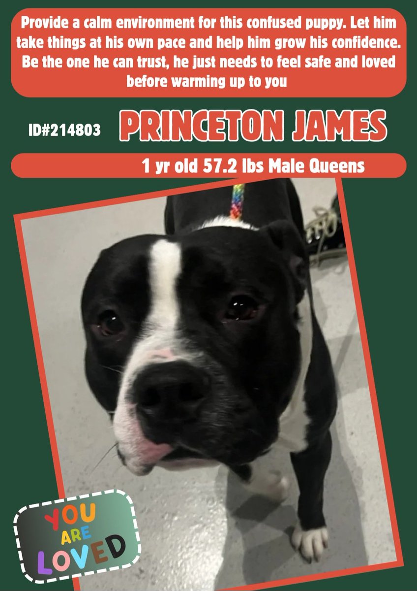 PRINCETON JAMES, age 1💔#AnotherPuppy
No back story, but his only wish is to give💖&amp; be💖in return.
nycacc.app/#/browse/214803
Needs:
#TimeToDecompress 
#GoSlow   
#SeeingThingsThroughHisEyes  
#Patience  
#Routine  
#Consistency  
#MannersTraining  
#Adopt #Foster #Pledge4Rescue