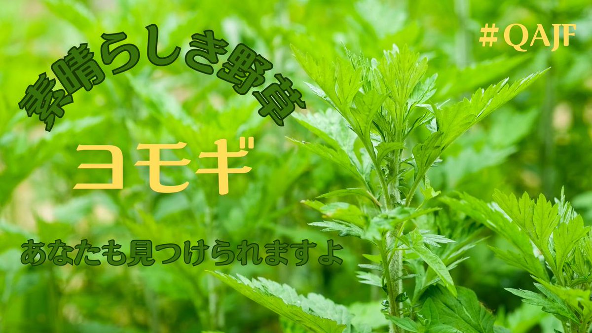 よもぎページ ヨモギ - Search / X