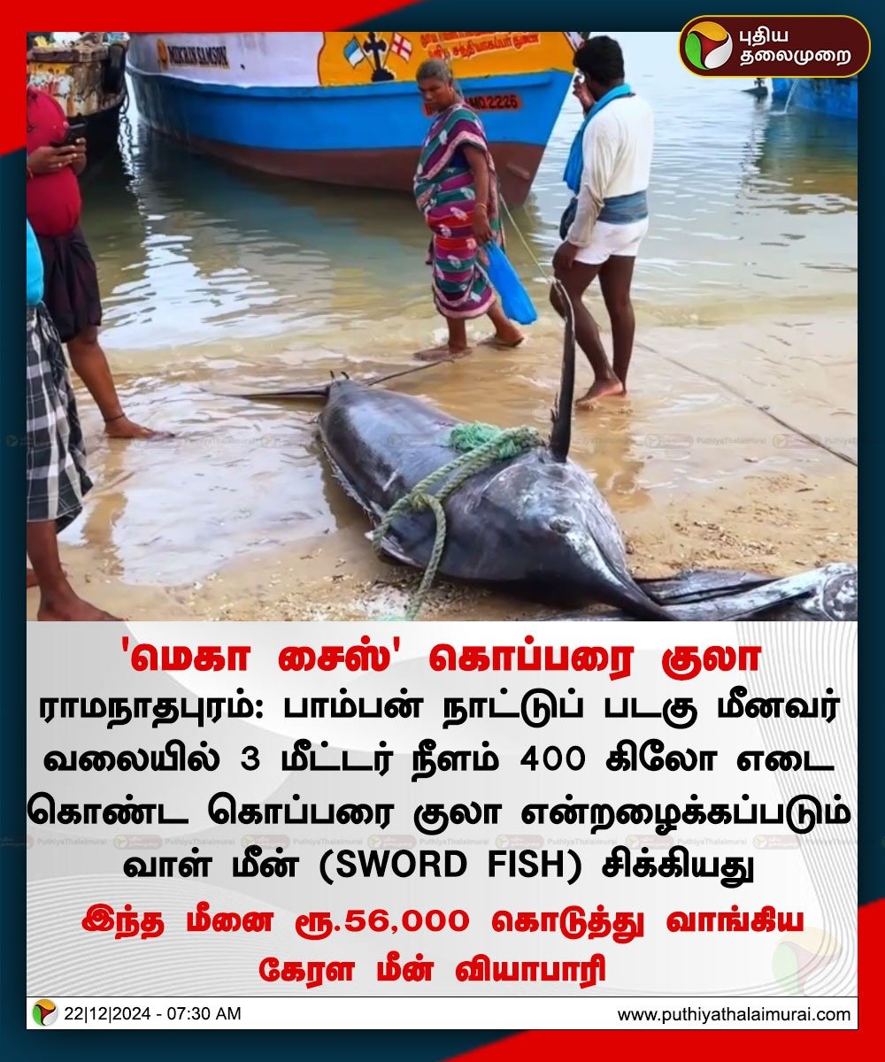 PttvNewsX's tweet image. மீனவர் வலையில் சிக்கிய மெகா சைஸ் கொப்பரை குலா மீன்; ரூ.56,000 கொடுத்து வாங்கிய வியாபாரி 

#Ramanathapuram | #Swordfish | #Pamban