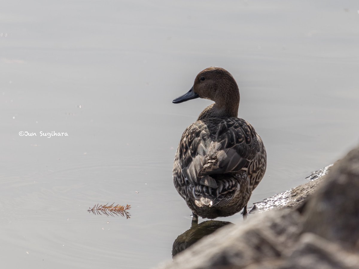 sugihara_1979's tweet photo. オナガガモ

#ファインダー越しの私の世界ㅤ 
#写真で伝えたい私の世界 
#キリトリセカイ
#オナガガモ 
#pintailduck 

https://t.co/45II3nen22 https://t.co/0fEpWtNFWS