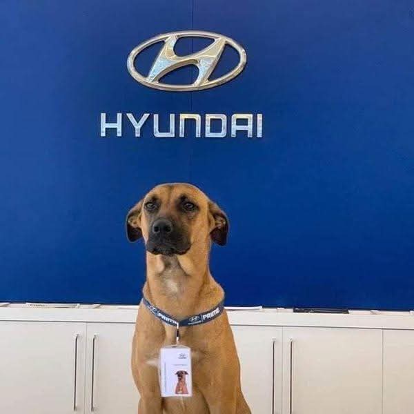 AlcaldeNetito's tweet photo. HYUNDAI 10 de 10🐶🐾❤️

Este perrito se paseaba diariamente a las afueras de esta agencia de HYUNDAI, hasta que un día los empleados decidieron nombrarlo parte del equipo. 
Ahora porta un gafete de la empresa, con todo y su foto, duerme y come en ese lugar, gran bonito gesto. https://t.co/gIh3lUwrma