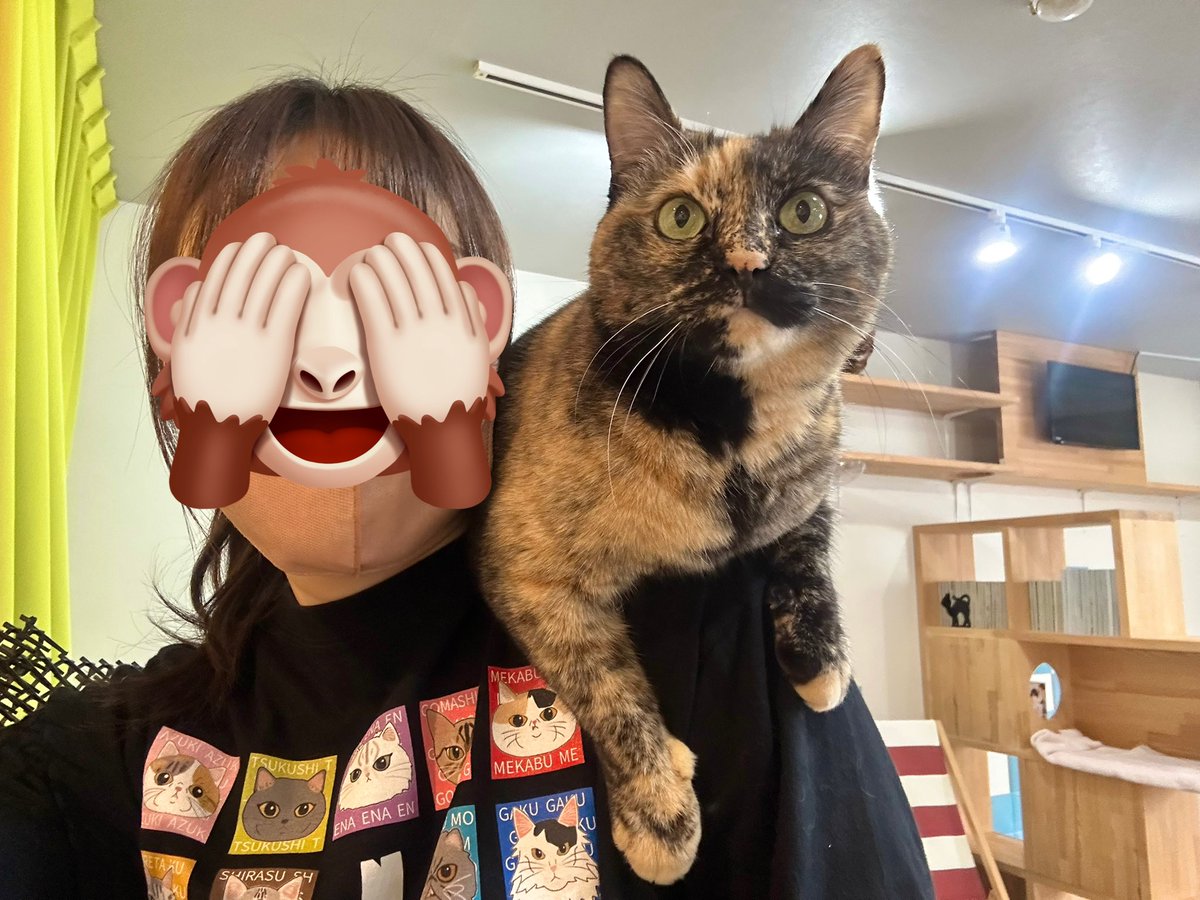 _neko222's tweet photo. ...|ω･)
お久しぶりの出勤日❣️

こんな肩乗りだったかな？😂
みんな歓迎？してくれたんやと勝手に思ってます🤭🫶

 #猫カフェにあにゃあ OPENしております✊🏻 ̖́-
ご来店お待ちしております⛄️ https://t.co/iAxwsJ6mqE