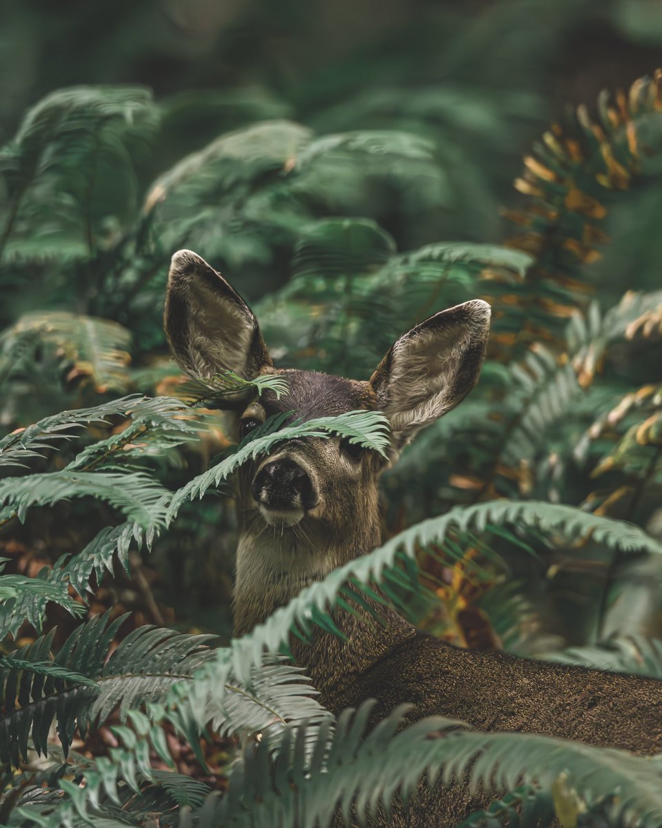 WeemsPhoto's tweet photo. Black-Tailed Deer hiding in the ferns.

#photography https://t.co/eFJv2yf3xH