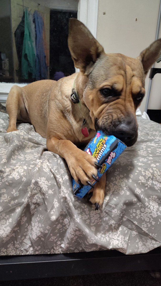 Just a doggo looking for his <a href="/Trolli_USA/">Trolli Candy</a> deal