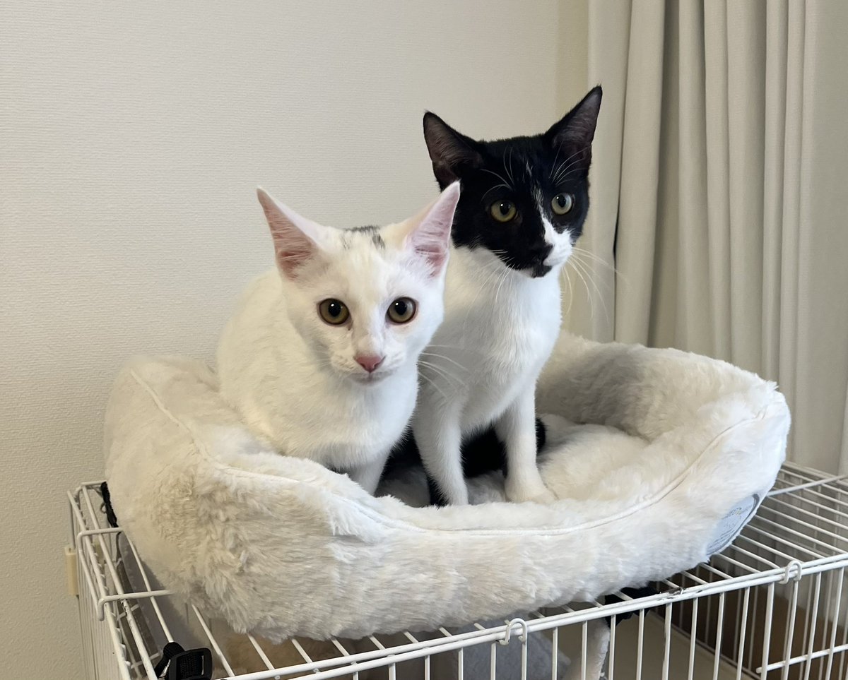 みちのくソフビ祭り マーミット クトゥルフオイドX 4月19日(金)18時より抽選開始】【GYAROMI×UP FIELD】クトゥルフオイド