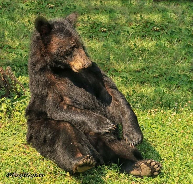 Todo Dia Ursos tweet media