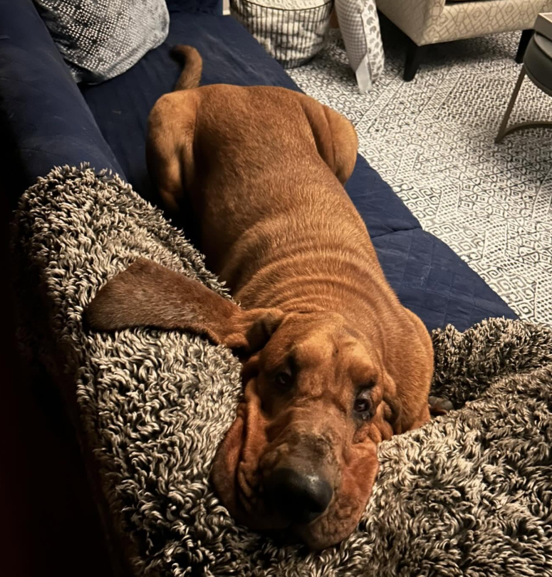 CletusT1986's tweet image. "Dad, what did you expect?  You got up to make popcorn and the whole couch was empty.  Besides, there's College Football AND #Toonami to watch tonight.  Hey, you made enough for both of us right?..... Right?"