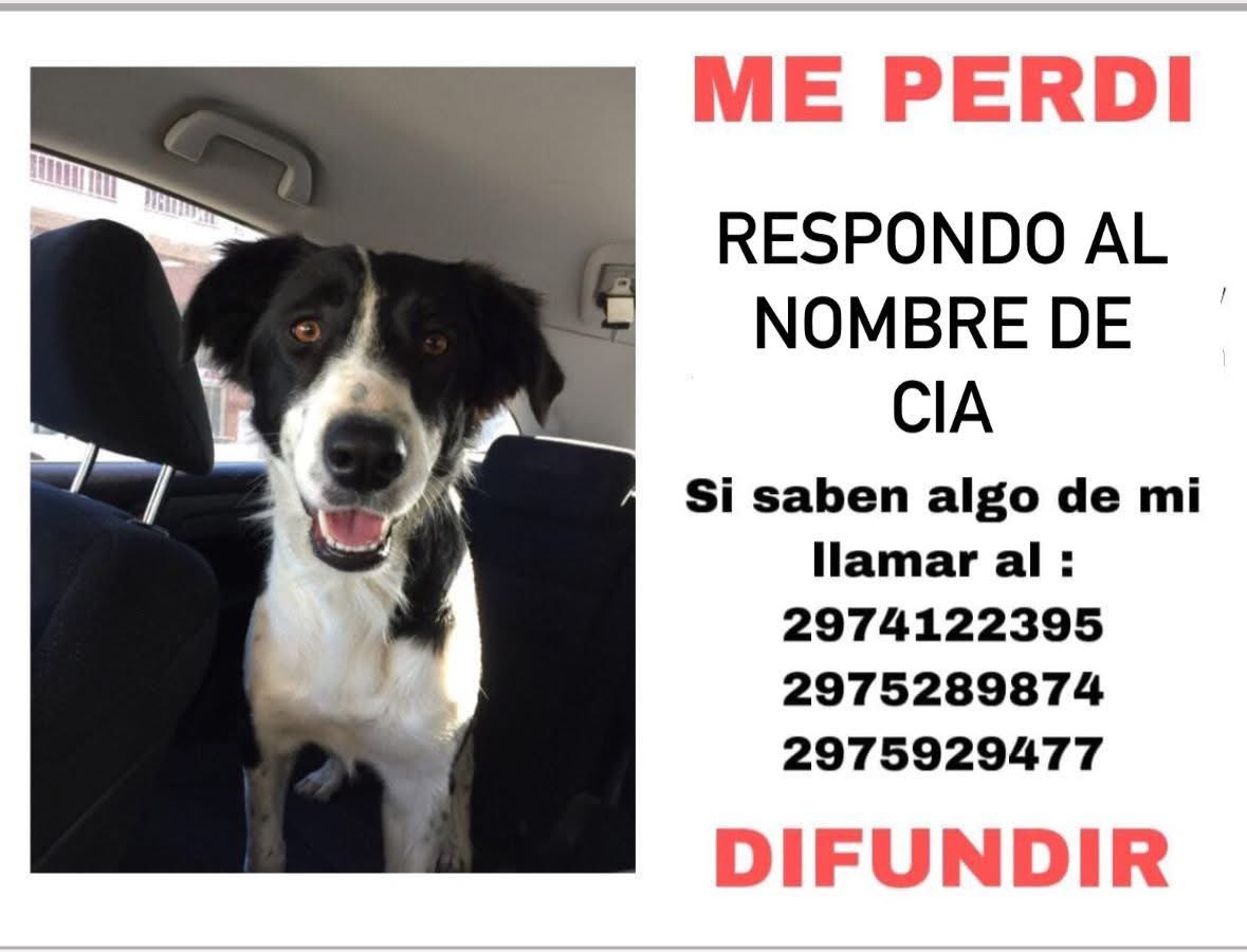 verodelaguinda's tweet photo. Se asustó por la pirotecnia y se perdió en barrio San Cayetano https://t.co/StoYBTBoYM