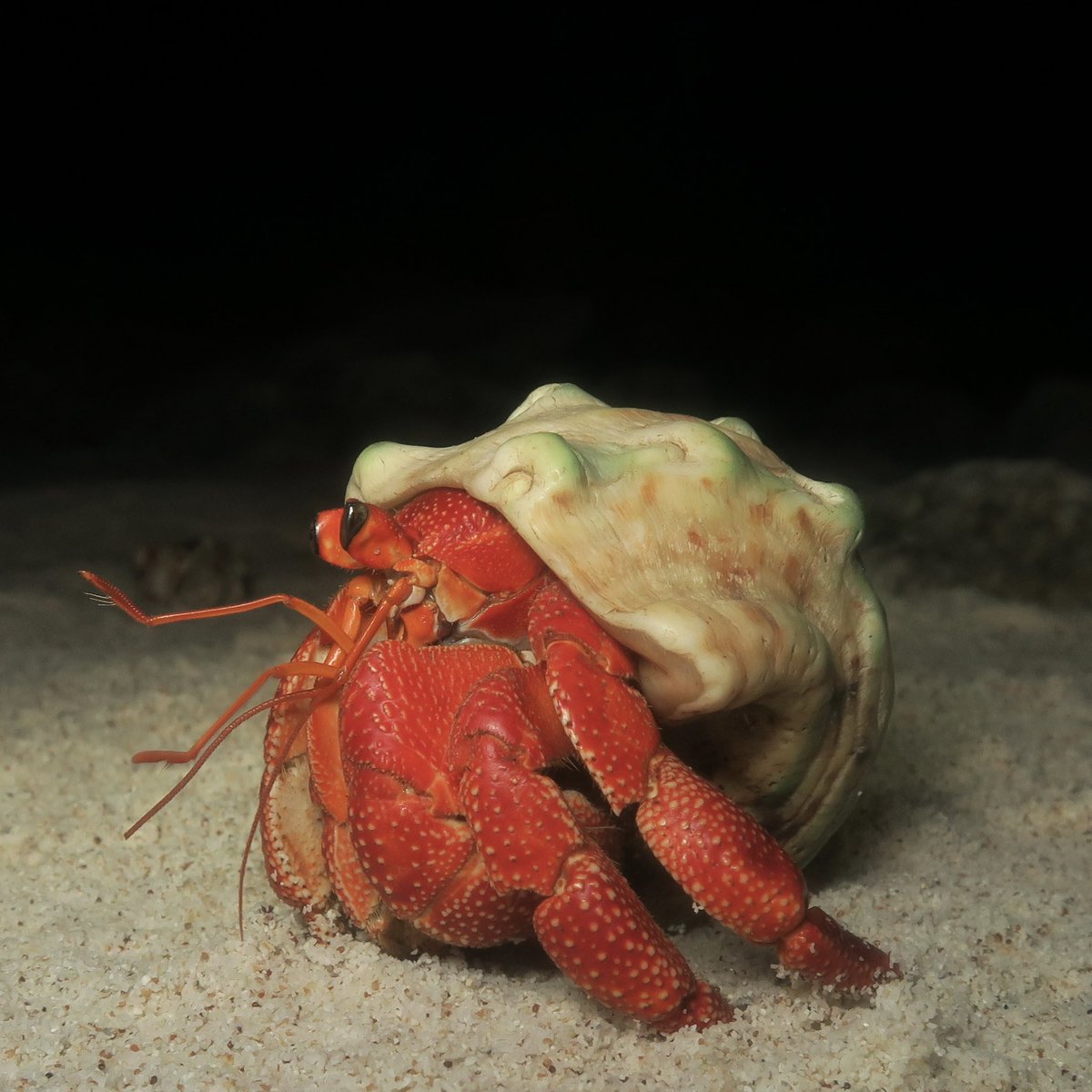 crabspromenade's tweet photo. 季節柄のクリスマス島の振り返り、ということで、サキシマオカヤドカリです。クリスマス島ではナキオカヤドカリが圧倒多数ですが、サキシマも時々歩いています。
Coenobita perlatus found in Christmas Island.
#crab #オカヤドカリ #coenobita #Crustmas https://t.co/uroAIy0cft