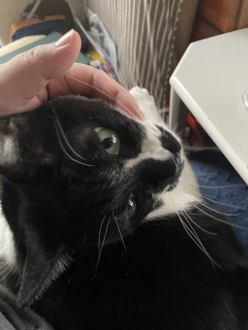 同じ猫なんだけど顔が違いすぎる
どっちもとてもかわいい😂 