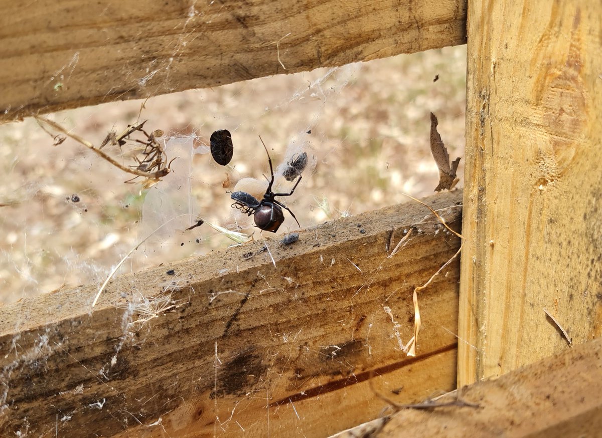 mnqw443's tweet photo. #pets #redbackspiders
Looks like they are thriving on my property https://t.co/Qa1m9fE87C