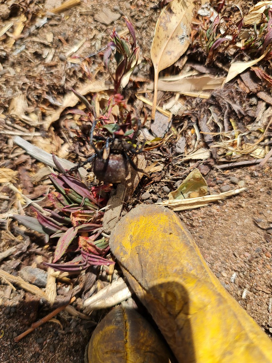 mnqw443's tweet photo. #pets #redbackspiders
Looks like they are thriving on my property https://t.co/Qa1m9fE87C