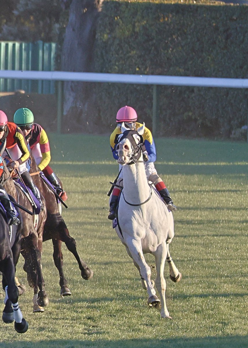 ハヤヤッコ / 有馬記念 / 2024 / 応援馬券 ハヤヤッコ 2024有馬記念 応援単勝馬券【カラーコピー】＋馬券