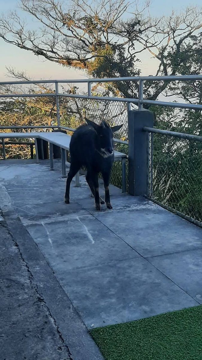 KhaosodEnglish's tweet image. (1/2) Miss Manasanan Temin, a tourist, recorded a video of a 2-year-old male serow that appeared at a resort in Pak Phli district, Nakhon Nayok province on Sunday morning, December 22, amid cool temperatures of 13 degrees Celsius.
 #serow #khaoyai #nakhonnayok #thailand