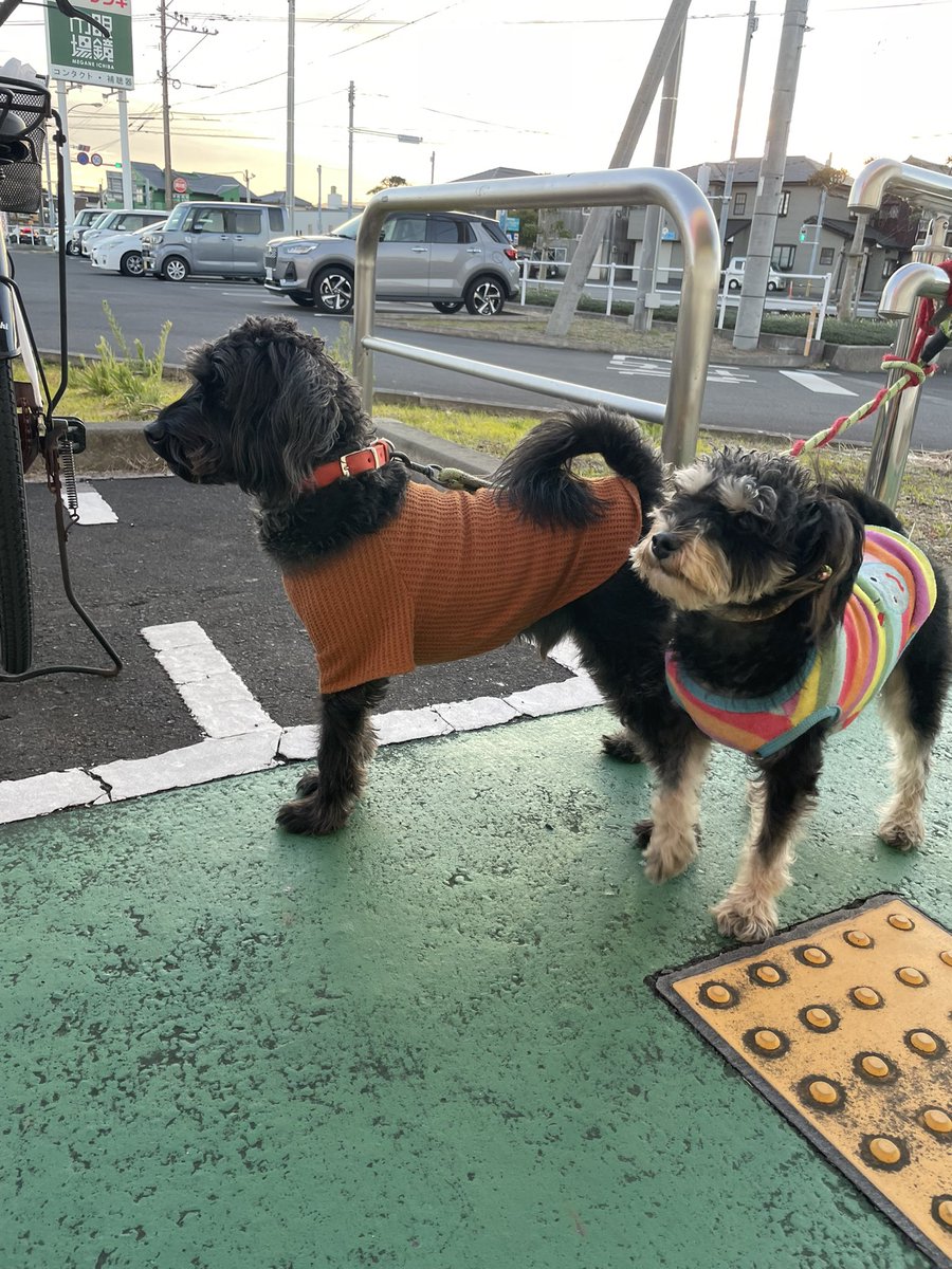 yodakii's tweet photo. 宮崎市　大塚町Sankiで迷子犬です。 https://t.co/MJNNoFH0Ay