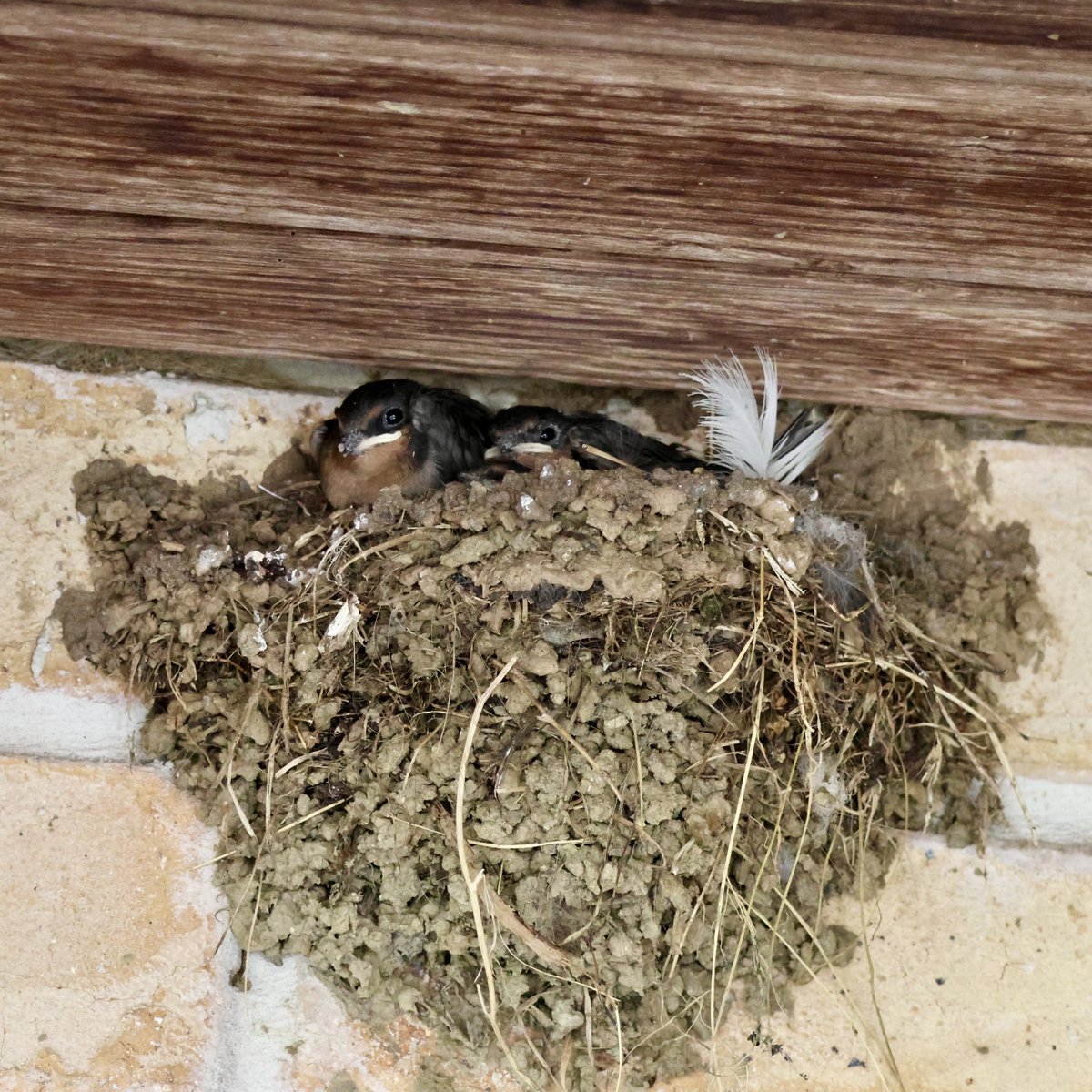 FranceyME's tweet photo. Itβs amazing how fast these baby Welcome Swallows have grown. Oneβs started flying from the nest.
#birdphotography #wildlifephotography #australianbirds #welcomeswallow #swallow #babybirds #babyswallow https://t.co/vnRgQMbTsg