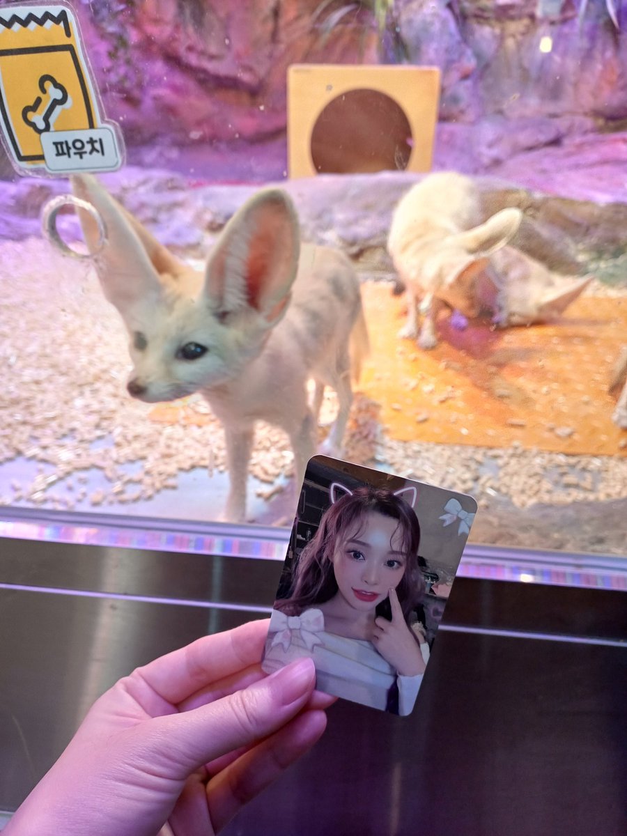 insomnicsy's tweet photo. Made a #Dreamcatcher pilgrimage to the animal cafe where Sua filmed for Ceci! 🐥

수아언니의 갔었던 곳이 오늘 갔어요. 재밌었다! (인썸냐분: @nyctophilia7day
@JHY_09 )

📍Table A, Hongdae

#드림캐쳐_성지순례 https://t.co/8Gxlvicgvx